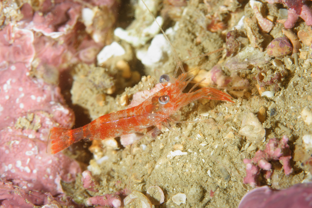 Processa macrophthalma