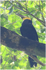 Rhabdotorrhinus exarhatus