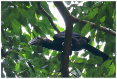 Rhabdotorrhinus exarhatus