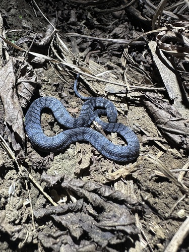 Northern Banded Coffee Snake