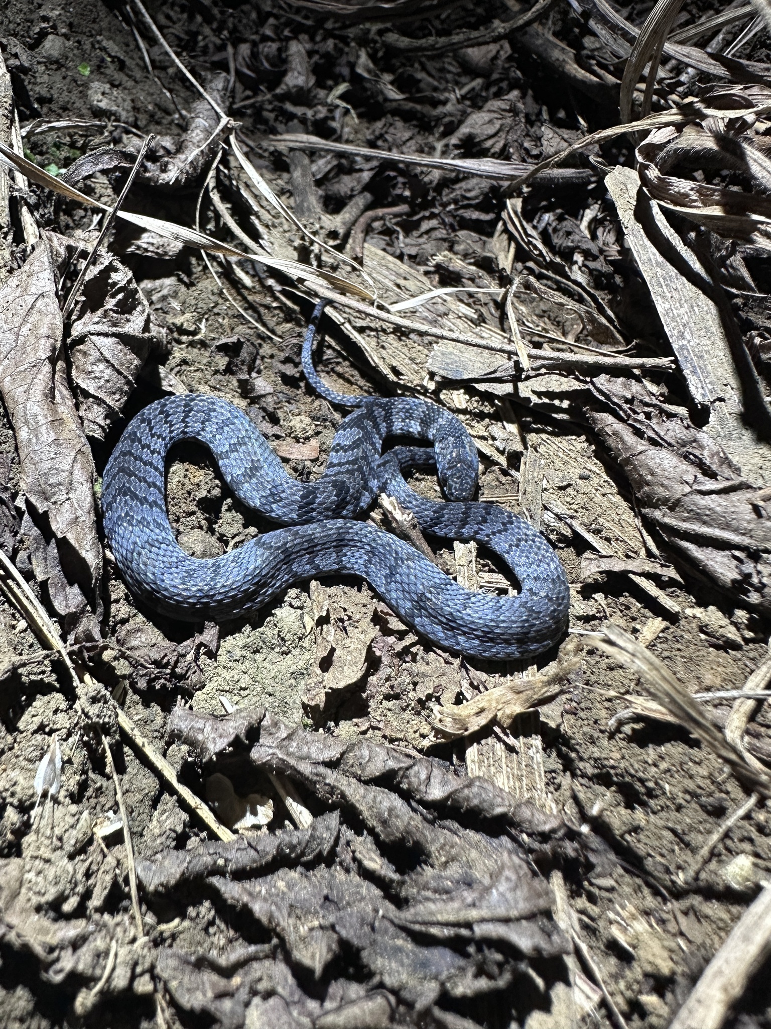 Northern Banded Coffee Snake photo 2