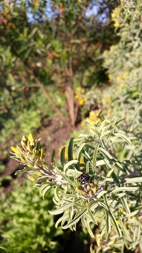 iNaturalist observation photo of Harlequin Bug