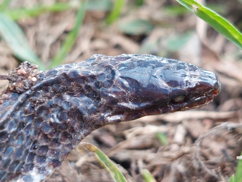 Lasalle's Ground Snake