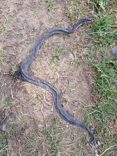 Lasalle's Ground Snake