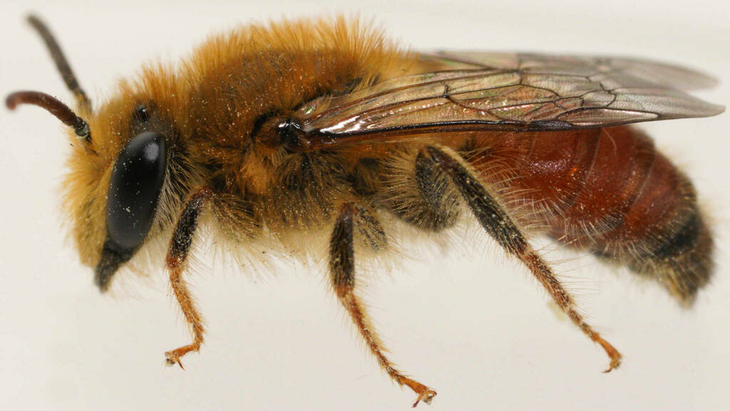 Fimbriate Goniocolletes