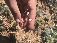 Gilia sinuata
