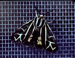 Apantesis franconia