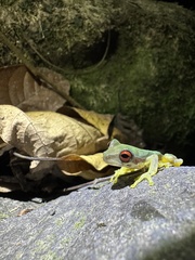 Schmidt's Mountain Brook Frog photo 5
