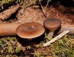 Armillaria hinnulea