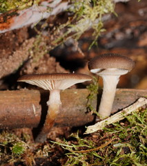 Armillaria hinnulea
