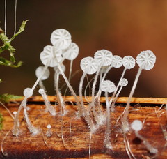 Mycena albidocapillaris