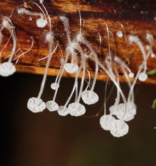 Mycena albidocapillaris