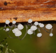 Mycena albidocapillaris