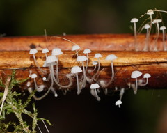Mycena albidocapillaris