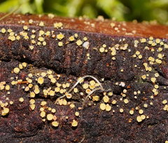 Lachnum pteridophyllum