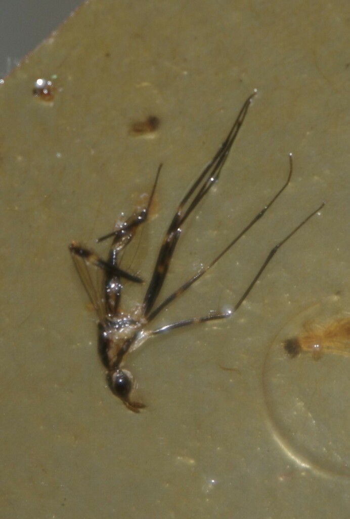 Derocephalus from Maryborough QLD 4650, Australia on March 9, 2024 at ...