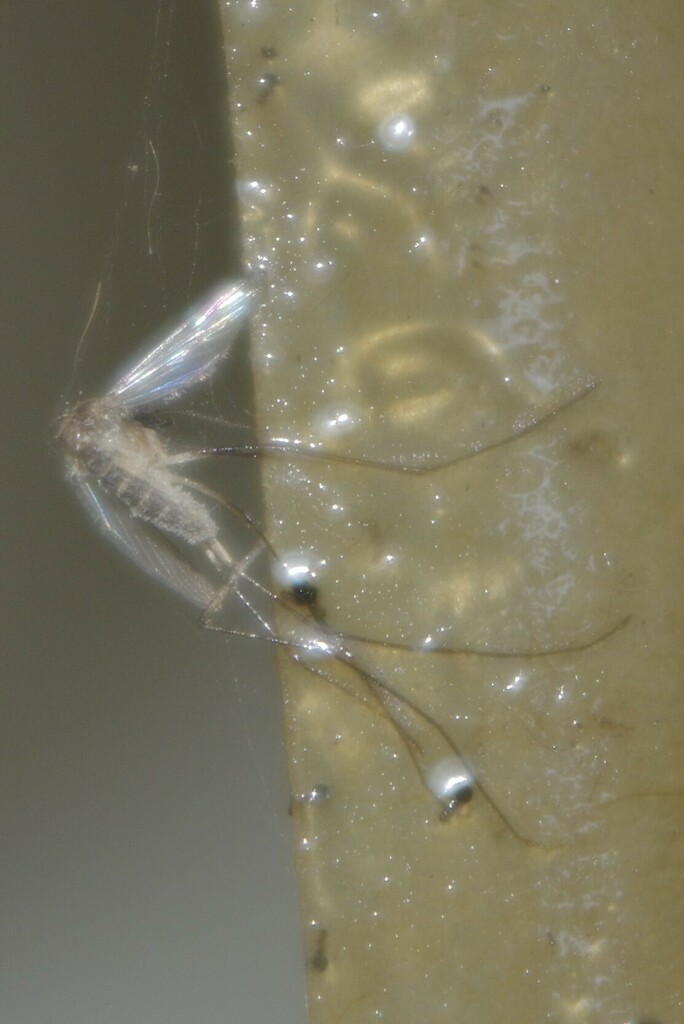 Insects from Maryborough QLD 4650, Australia on March 9, 2024 at 08:55 ...