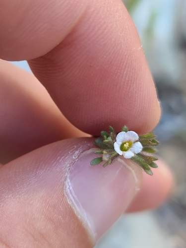 Limestone phacelia (Phacelia affinis)