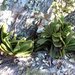 Jumellea densifoliata - Photo (c) Landy Rita, algunos derechos reservados (CC BY-NC), uploaded by Landy Rita