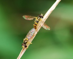 Sphaerophoria menthastri