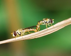 Sphaerophoria menthastri