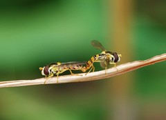 Sphaerophoria menthastri