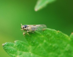 Laodelphax striatella