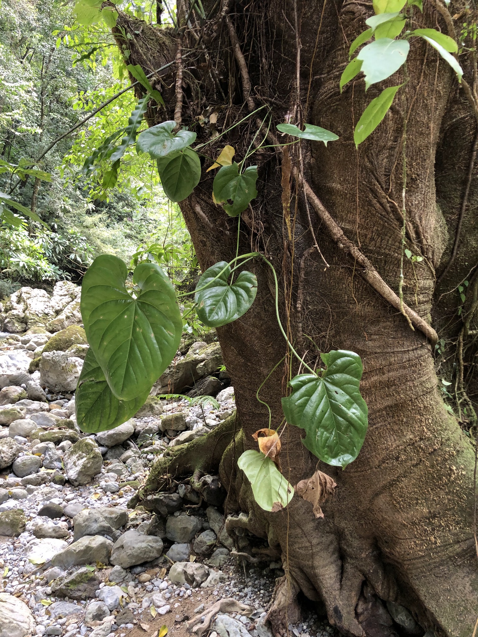 Anthurium huixtlense Matuda 3
