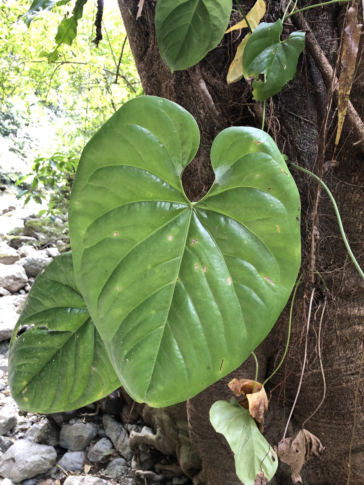Anthurium huixtlense Matuda 2