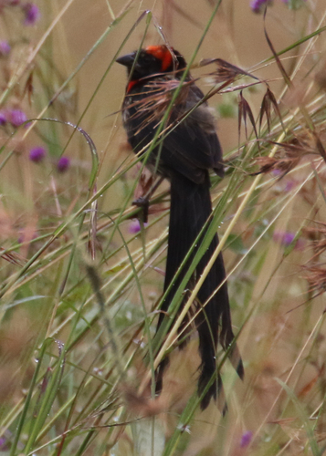 Red-cowled Widowbird (Euplectes laticauda), photo 8