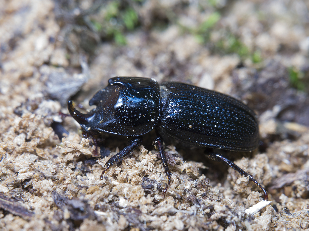 Horned Stag Beetle from Novomoskovsky Administrative Okrug, Moscow ...