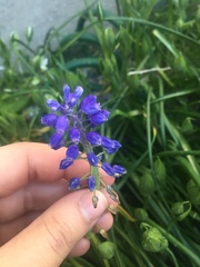 Muscari armeniacum