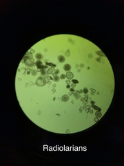 Radiolaria