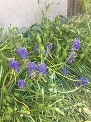 Muscari armeniacum