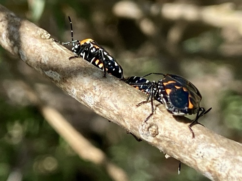 iNaturalist observation photo of Harlequin Bug
