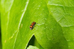 Pseudomethoca simillima