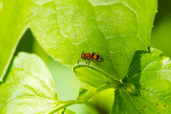 Pseudomethoca simillima