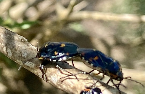 iNaturalist observation photo of Harlequin Bug