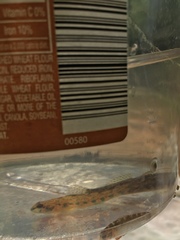Etheostoma stigmaeum
