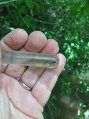 Etheostoma stigmaeum