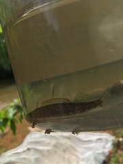 Etheostoma rupestre