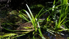 Hymenocallis crassifolia