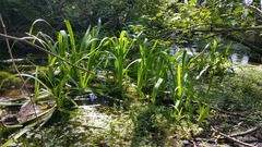 Hymenocallis crassifolia