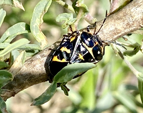 iNaturalist observation photo of Harlequin Bug