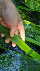 Hymenocallis crassifolia