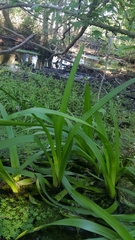 Hymenocallis crassifolia