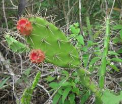 Opuntia inaperta