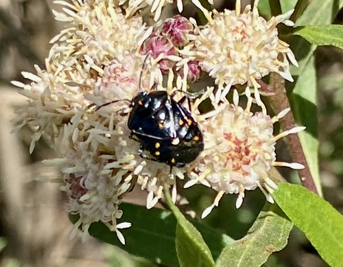 iNaturalist observation photo of Harlequin Bug