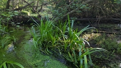 Hymenocallis crassifolia