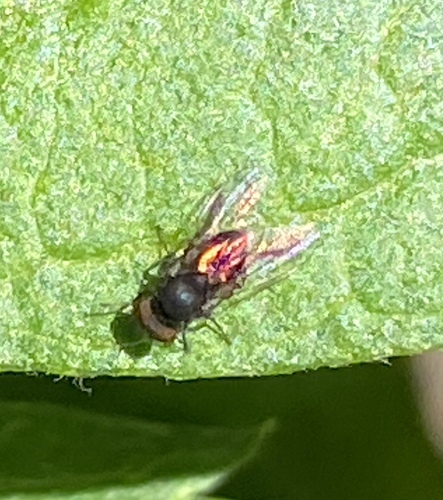 iNaturalist observation photo of Flies